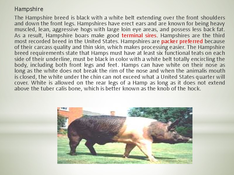 Hampshire  The Hampshire breed is black with a white belt extending over the